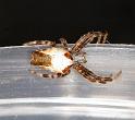 Cyrtophora_ZZ314_D3527_Z_82_Karinji NP_Australie